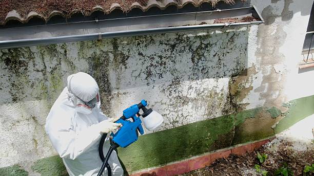 Top rated local Mold Remediation specialists in Kent City, MI